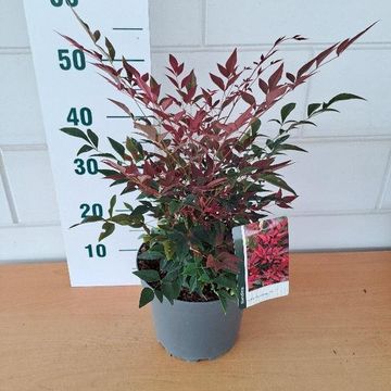 Nandina domestica OBSESSED