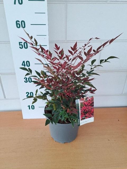 Nandina domestica OBSESSED