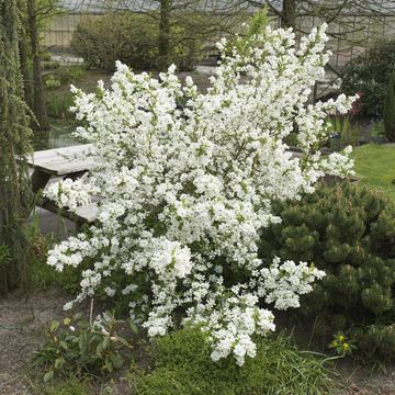 Exochorda racemosa 'Niagara'
