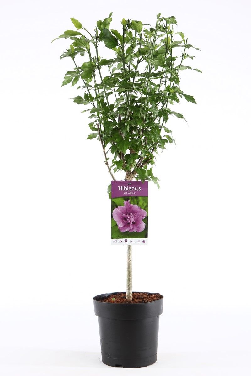 Hibiscus Syriacus Ardens — Plant Wholesale Floraccess