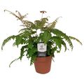 Adiantum hispidulum 'Bronze Venus'