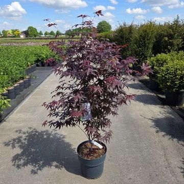 Acer palmatum 'Red Emperor'