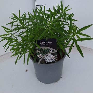 Choisya 'Aztec Pearl'