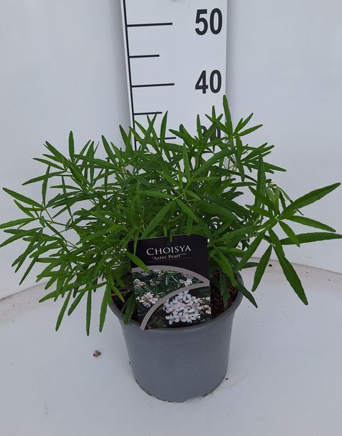 Choisya 'Aztec Pearl'