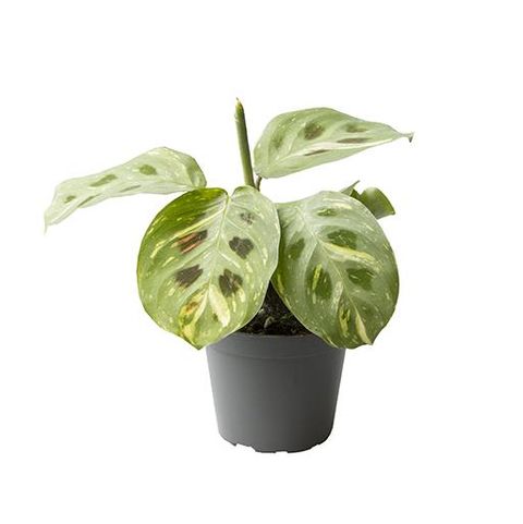 Maranta leuconeura 'Kerchoveana Variegata'