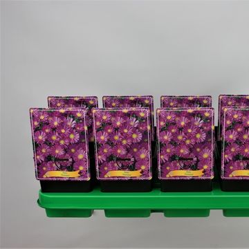 Aster 'Professor Anton Kippenberg'