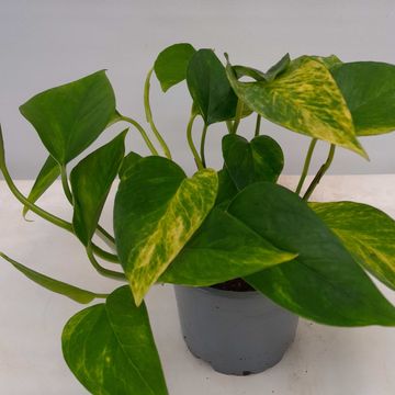 Philodendron 'Neon Queen'
