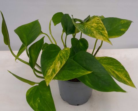 Philodendron 'Neon Queen'