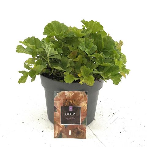 Geum rivale 'Mai Tai'