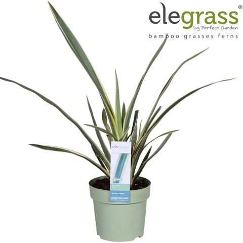 Phormium 'Duet' — Plant Wholesale FlorAccess