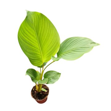 Calathea lutea