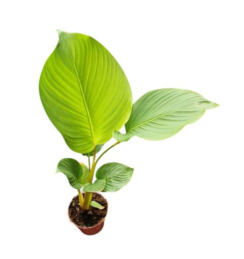 Calathea lutea