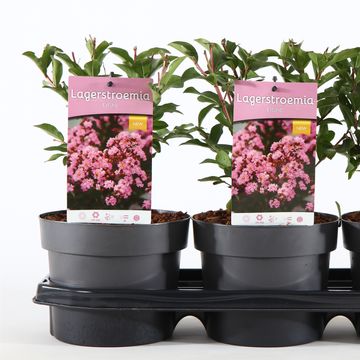 Lagerstroemia indica EVELINE