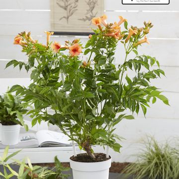 Campsis x tagliabuana INDIAN SUMMER