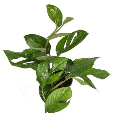 Монстера pinnatipartita