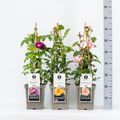 Rosa MIX
