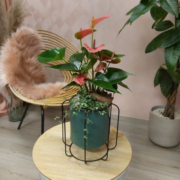 Composizione Anthurium
