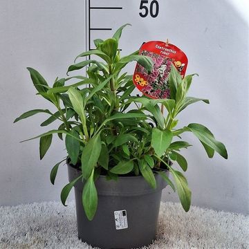 Centranthus ruber