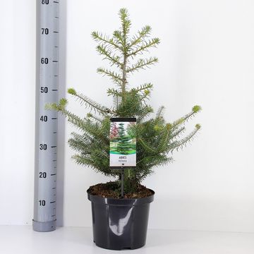 Abies koreana