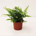 Nephrolepis exaltata 'Green Lady'