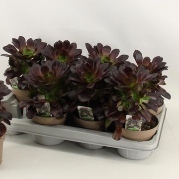 Aeonium arboreum