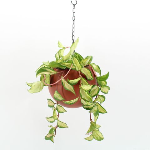 Hoya carnosa 'Tricolor'