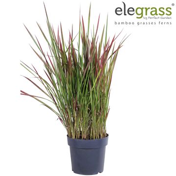 Imperata cylindrica 'Red Baron'