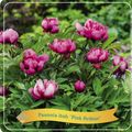 Paeonia 'Pink Ardour'