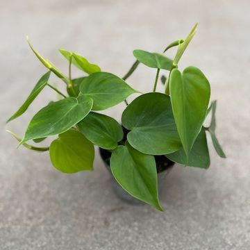 Філодендрон scandens