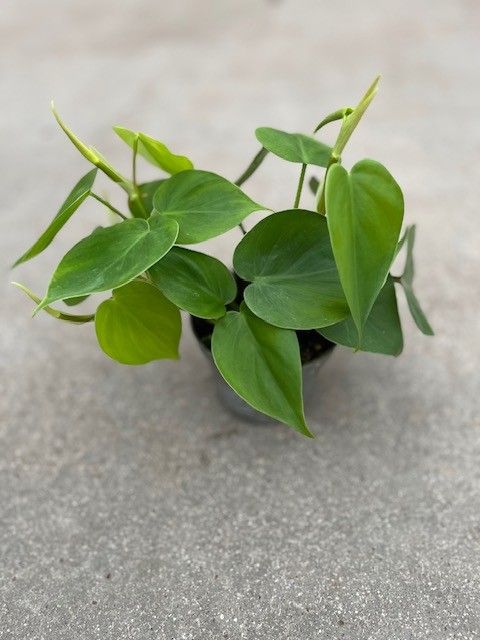 Філодендрон scandens