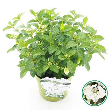 Hydrangea RUNAWAY BRIDE