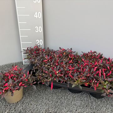 Alternanthera bettzickiana 'Juwel'