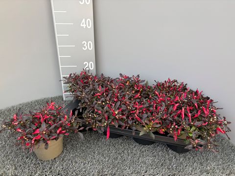 Alternanthera bettzickiana 'Juwel'