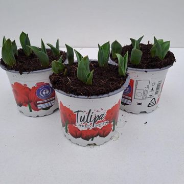 Tulipa 'Red Baby'