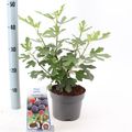 Ficus carica LITTLE MISS FIGGY