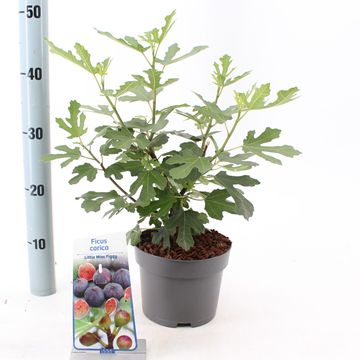 Ficus carica LITTLE MISS FIGGY