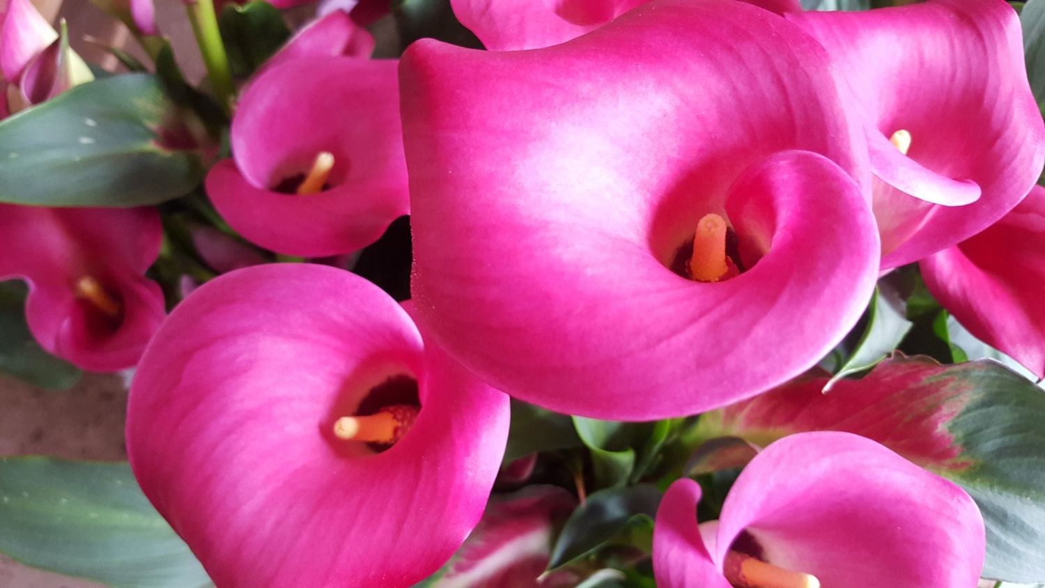 Zantedeschia Cherry Kiss Plant Wholesale Floraccess