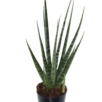 Sansevieria 'Digitorum'