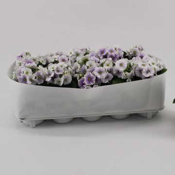 Primula obconica SWEET KISSES AMORE BLUE WHITE