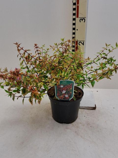 Abelia x grandiflora 'Kaleidoscope'