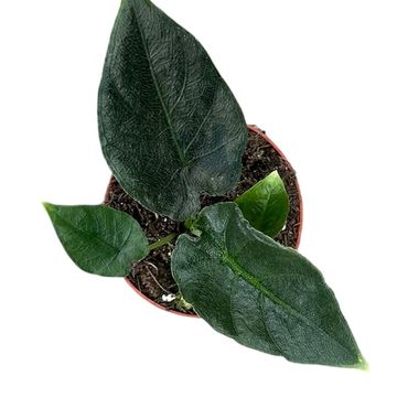 Alocasia 'Antoro Velvet'