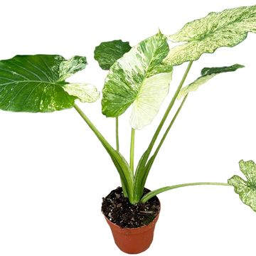 Alocasia gageana 'Variegata'