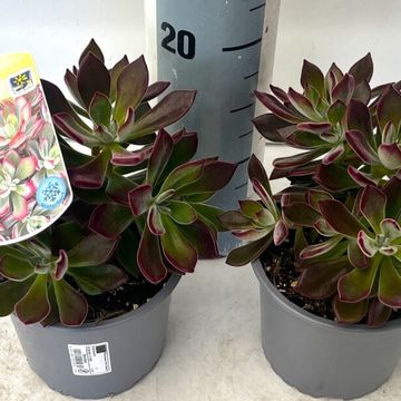 Echeveria pulvinata 'Frosty'