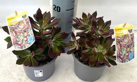 Echeveria pulvinata 'Frosty'