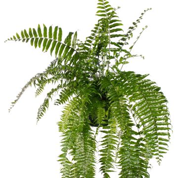 Nephrolepis bisserata 'Macho'