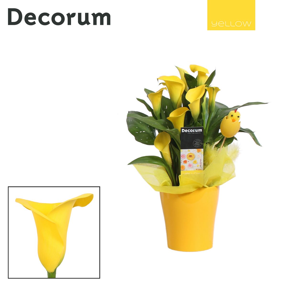 Zantedeschia Plant Wholesale FlorAccess zantedeschia-plant-wholesale-floraccess