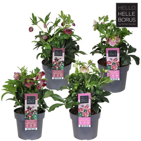 Helleborus orientalis MIX
