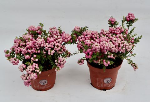 Gaultheria mucronata