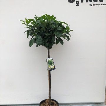 Prunus laurocerasus ETNA