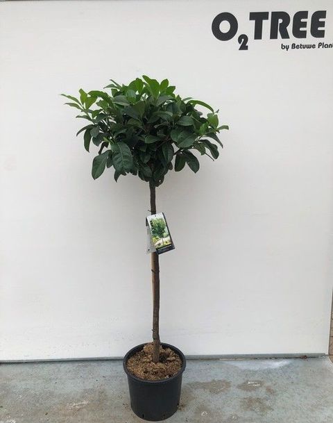 Prunus laurocerasus ETNA